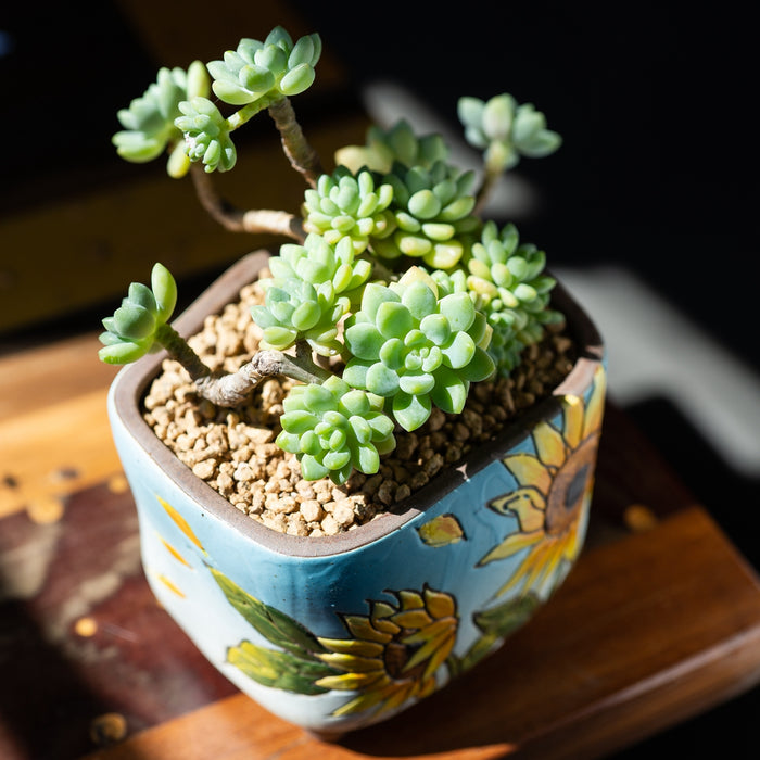 Vibrant Planter