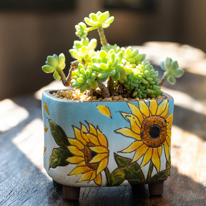 Vibrant Planter