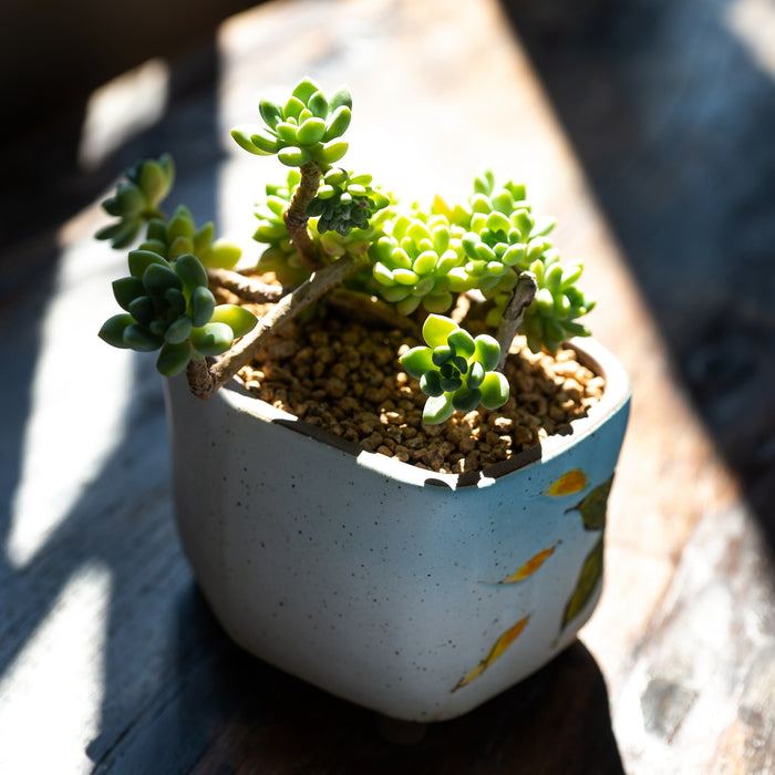 Vibrant Planter