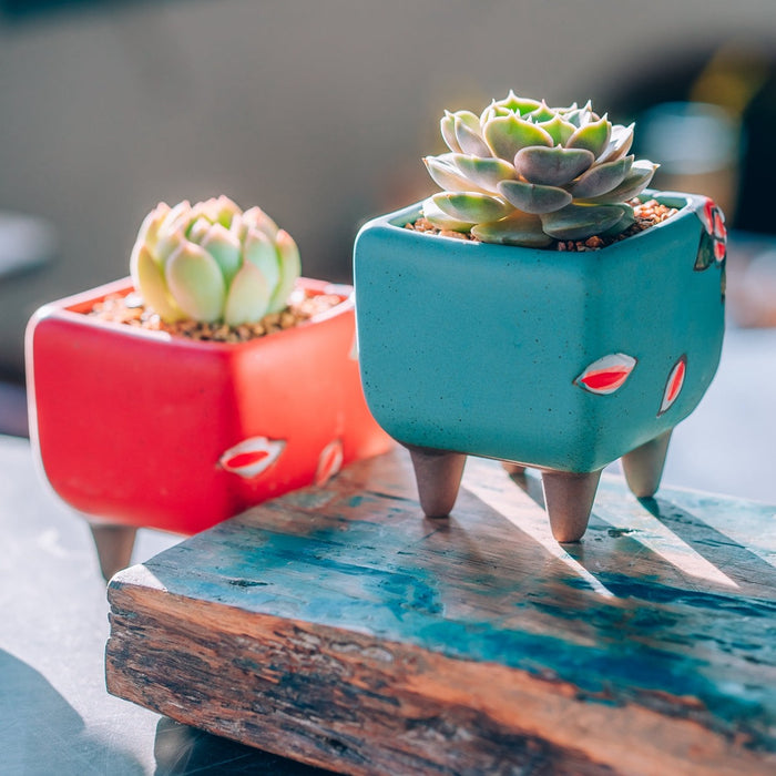 Bloom Planter